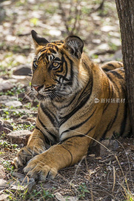 幼年孟加拉虎(Panthera tigris tigris)，野生动物拍摄